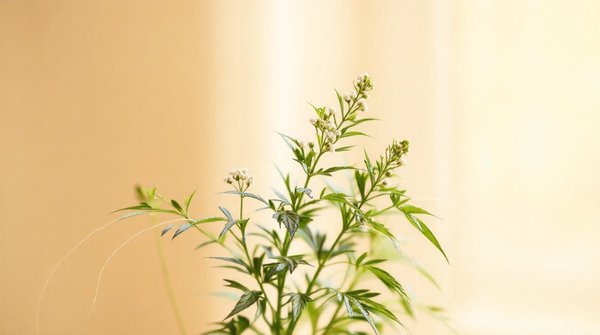 Découvrez amour de chanvre : votre source en ligne pour le cbd bio